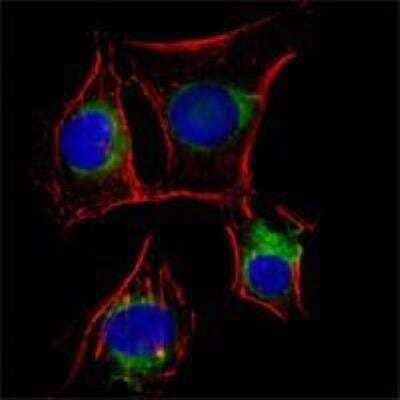 Immunocytochemistry/Immunofluorescence: NGF R/TNFRSF16/p75NTR Antibody (2F1C2) [NBP1-51590] - Analysis of EC cells using p75NTR/NGF Receptor mouse mAb (green). Red: Actin filaments have been labeled with DY-554 phalloidin. Blue: DRAQ5 fluorescent DNA dye.