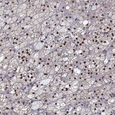 Immunohistochemistry-Paraffin: NGFI-B alpha/Nur77/NR4A1 Antibody [NBP2-68896] - Staining of human adrenal gland shows strong nuclear positivity in glandular cells.