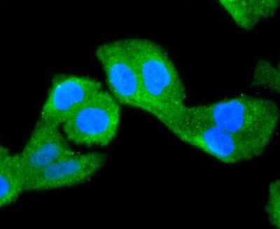 Immunocytochemistry/Immunofluorescence: NGFI-B alpha/Nur77/NR4A1 Antibody (JM59-11) [NBP2-66980] - Staining NUR77 in Hela cells (green). The nuclear counter stain is DAPI (blue). Cells were fixed in paraformaldehyde, permeabilised with 0.25% Triton X100/PBS.