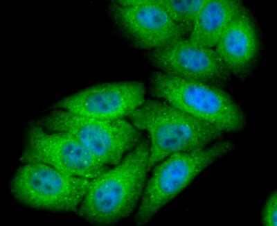 Immunocytochemistry/Immunofluorescence: NGFI-B alpha/Nur77/NR4A1 Antibody (JM59-11) [NBP2-66980] - Staining NUR77 in HepG2 cells (green). The nuclear counter stain is DAPI (blue). Cells were fixed in paraformaldehyde, permeabilised with 0.25% Triton X100/PBS.