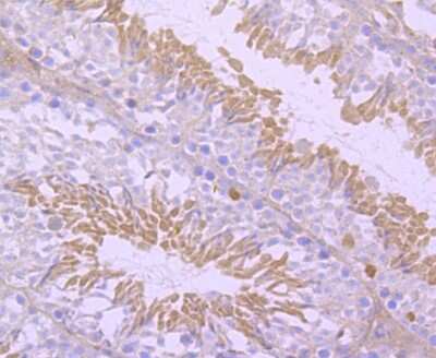 Immunohistochemistry-Paraffin: NGFI-B alpha/Nur77/NR4A1 Antibody (JM59-11) [NBP2-66980] - Analysis of paraffin-embedded mouse testis tissue using anti-NUR77 antibody. Counter stained with hematoxylin.