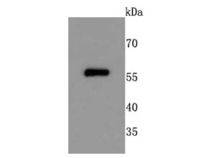 Western Blot NGFI-B alpha/Nur77/NR4A1 Antibody (JM59-11)