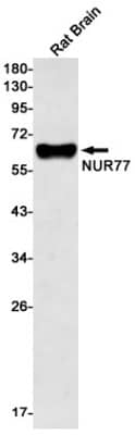 Western Blot: NGFI-B alpha/Nur77/NR4A1 Antibody (S02-1C7) [NBP3-19726] - Western blot detection of NGFI-B alpha/Nur77/NR4A1 in Rat Brain lysates using NBP3-19726 (1:500 diluted). Predicted band size: 65kDa. Observed band size: 65kDa.