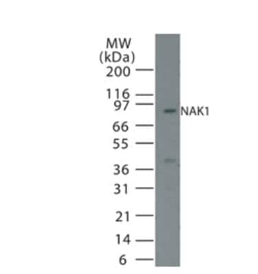 Western Blot: NGFI-B alpha/Nur77/NR4A1 Antibody [NB100-56745] - Analysis of Nur77 (Nak-1) in 15 ugs of NIH3T3 cell lysate using Nur77 antibody at 1:500 dilution