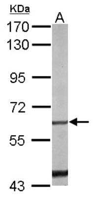 Western Blot: NGFI-B alpha/Nur77/NR4A1 Antibody [NBP2-19613] - A: mouse liver 7.5% SDS PAGE  diluted at 1:1000 