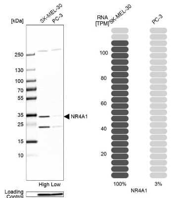 Western Blot: NGFI-B alpha/Nur77/NR4A1 Antibody [NBP2-58600] - Analysis in human cell line SK-MEL-30 and human cell line PC-3.