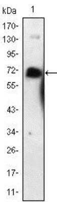 Western Blot: NGFR/TNFRSF16/p75NTR Antibody (2F1C2) - Azide and BSA Free [NBP2-80874] - Analysis using p75NTR/NGF Receptor mouse mAb against NGFR-hIgGFc transfected HEK293 cell lysate. Image from the standard format of this antibody.