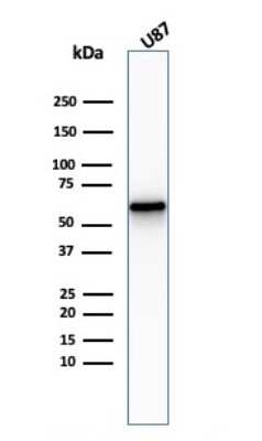Western Blot: NGFR/TNFRSF16/p75NTR Antibody (NGFR/2550R) - Azide and BSA Free [NBP3-08566] - Western Blot Analysis of U87 cell lysate using NGFR/TNFRSF16/p75NTR Rabbit Recombinant Monoclonal Antibody (NGFR/TNFRSF16/p75NTR/2550R).