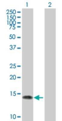 Western Blot: NGFRAP1/BEX3/NADE Antibody [H00027018-B01P] - Analysis of NGFRAP1 expression in transfected 293T cell line by NGFRAP1 polyclonal antibody.  Lane 1: NGFRAP1 transfected lysate(11.11 KDa). Lane 2: Non-transfected lysate.