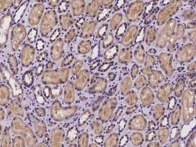 Immunohistochemistry-Paraffin: NGLY1 Antibody [NBP2-97237] - Immunochemical staining of human NGLY1 in human kidney with rabbit polyclonal antibody at 1:100 dilution, formalin-fixed paraffin embedded sections.