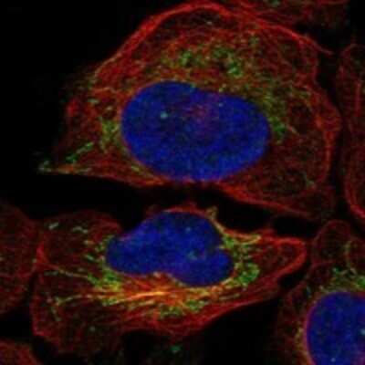 Immunocytochemistry/ Immunofluorescence NGRN Antibody