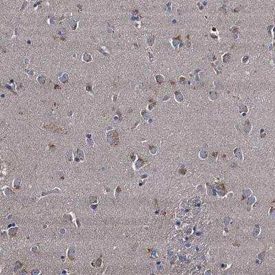 Immunohistochemistry-Paraffin NGRN Antibody - BSA Free