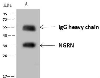 Immunoprecipitation: NGRN Antibody [NBP3-12633] - Lane A:0.5 mg A549 Whole Cell Lysate4 uL anti-NGRN rabbit polyclonal antibody and 60 ug of Immunomagnetic beads Protein A/G.Primary antibody:Anti-NGRN rabbit polyclonal antibody,at 1:100 dilution Secondary antibody:Goat Anti-Rabbit IgG (H+L)/HRP at 1/10000 dilutionDeveloped using the ECL technique.Performed under reducing conditions.Predicted band size: 32 kDaObserved band size :34 kDa