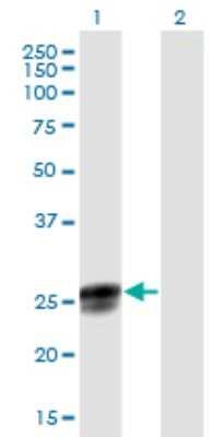 Western Blot: NGRN Antibody [H00051335-B01P] - Analysis of NGRN expression in transfected 293T cell line by NGRN polyclonal antibody.  Lane 1: NGRN transfected lysate(24.20 KDa). Lane 2: Non-transfected lysate.