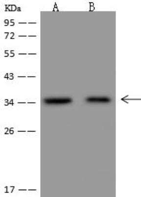 Western Blot NGRN Antibody - BSA Free