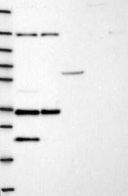 Western Blot NGRN Antibody