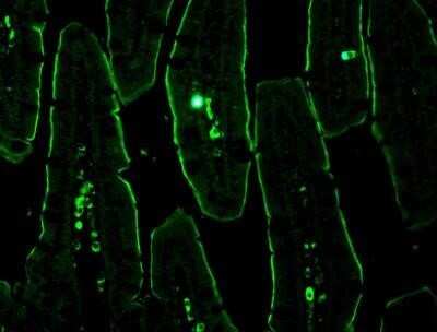 Immunohistochemistry: NHE3/SLC9A3 Antibody (14D5) - Azide and BSA Free [NBP2-80877] - Mouse intestine, image courtesy of verified customer review. Image from the standard format of this antibody.