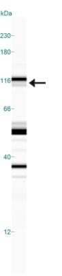 Simple Western: NHE3/SLC9A3 Antibody (14D5) - Azide and BSA Free [NBP2-80877] - Simple Western lane view shows a specific band for NHE3 in 0.5 mg/ml of Hek293 lysate. This experiment was performed under reducing conditions using the 12-230 kDa separation system. Image from the standard format of this antibody.