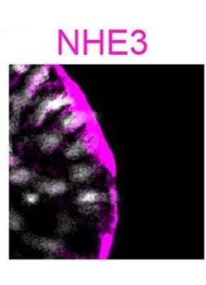 <b>Independent Antibodies Validation. </b>Immunocytochemistry/Immunofluorescence: NHE3/SLC9A3 Antibody [NBP1-82575] - Immunofluorescence micrograph of human intestine showing polarized distribution of apical (NHE3) protein. ICC/IF image submitted by a verified customer review.