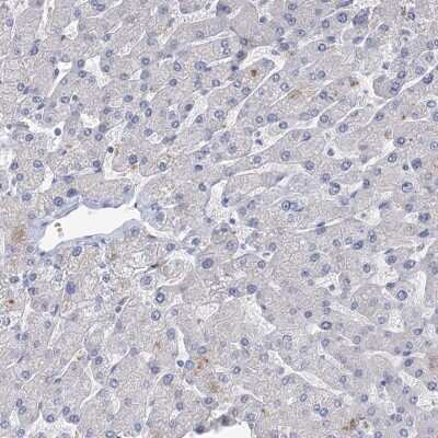 Immunohistochemistry-Paraffin: NHE3/SLC9A3 Antibody [NBP1-82575] - Staining of human liver shows low expression as expected.