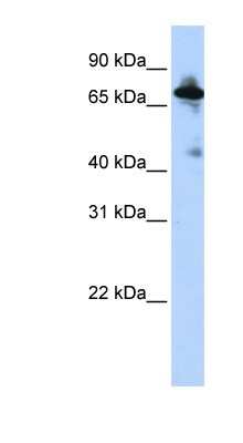 Western Blot: NHE8 Antibody [NBP1-59888] - HepG2 cell lysate, concentration 0.2-1 ug/ml.