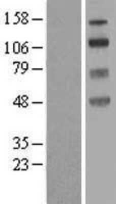 Western Blot NHE8 Overexpression Lysate