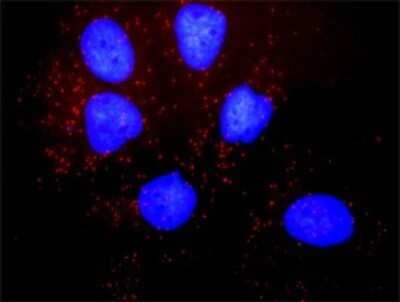 Proximity Ligation Assay: NHERF-1 Antibody (2B7) [H00009368-M02] - Analysis of protein-protein interactions between PDGFRB and SLC9A3R1. Huh7 cells were stained with anti-PDGFRB rabbit purified polyclonal 1:1200 and anti-SLC9A3R1 mouse monoclonal antibody 1:50. Each red dot represents the detection of protein-protein interaction complex, and nuclei were counterstained with DAPI (blue).