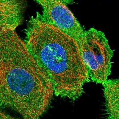 Immunocytochemistry/Immunofluorescence: NHERF-1 Antibody [NBP1-84918] - Staining of human cell line A-431 shows localization to plasma membrane & microtubule organizing center. Antibody staining is shown in green.