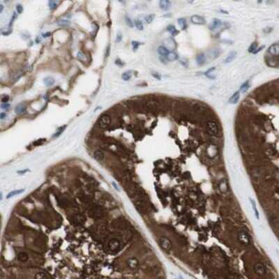 Immunohistochemistry-Paraffin: NHERF-1 Antibody [NBP1-84919] - Staining of human kidney.