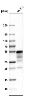 Western Blot: NHERF-1 Antibody [NBP1-84918] - Western blot analysis in human cell line MCF-7.