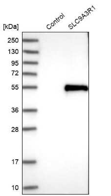 Western Blot: NHERF-1 Antibody [NBP1-84919] - Analysis in control (vector only transfected HEK293T lysate) and SLC9A3R1 over-expression lysate (Co-expressed with a C-terminal myc-DDK tag (3.1 kDa) in mammalian HEK293T cells).