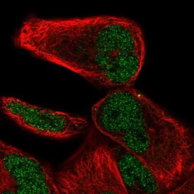 Immunocytochemistry/Immunofluorescence: NHLRC2 Antibody [NBP2-55820] - Staining of human cell line RH-30 shows localization to nucleoplasm. Antibody staining is shown in green. 