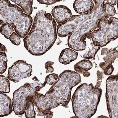 Immunohistochemistry-Paraffin NHLRC2 Antibody - BSA Free