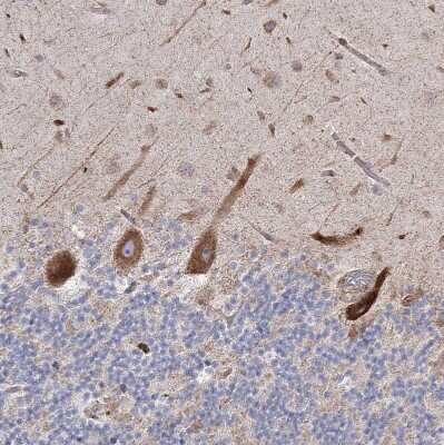 Immunohistochemistry-Paraffin NHLRC2 Antibody - BSA Free