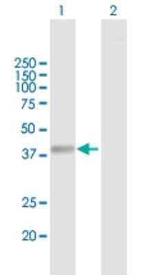 Western Blot: NHLRC2 Antibody [H00374354-B01P] - Analysis of NHLRC2 expression in transfected 293T cell line by NHLRC2 polyclonal antibody.  Lane 1: NHLRC2 transfected lysate(40.37 KDa). Lane 2: Non-transfected lysate.