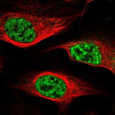 Immunocytochemistry/ Immunofluorescence NHN1 Antibody - BSA Free