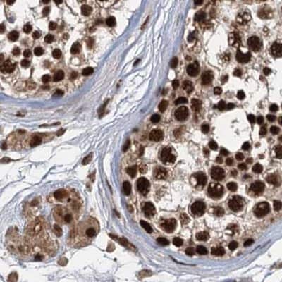 Immunohistochemistry-Paraffin: NHN1 Antibody [NBP1-82570] - Staining of human testis.