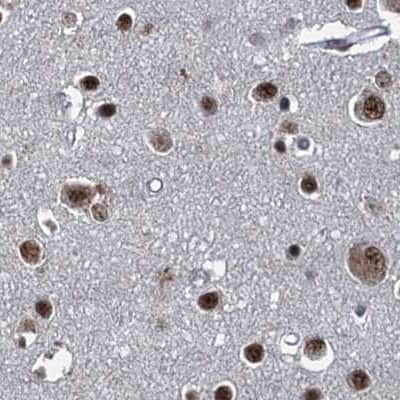 Immunohistochemistry-Paraffin: NHN1 Antibody [NBP1-82570] - Staining of human cerebral cortex.
