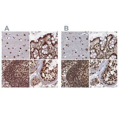 Immunohistochemistry-Paraffin NHN1 Antibody - BSA Free