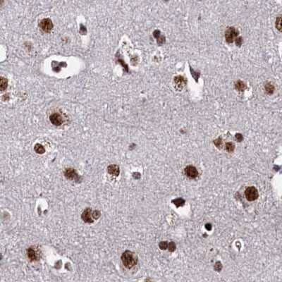 Immunohistochemistry-Paraffin: NHN1 Antibody [NBP1-82571] - Staining of human cerebral cortex.