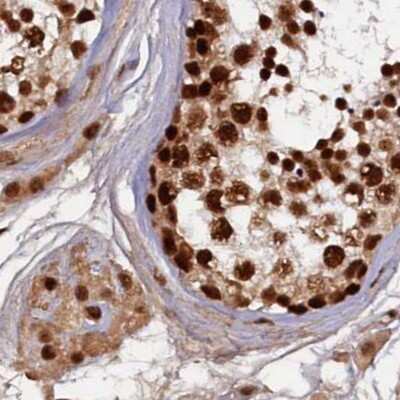 Immunohistochemistry-Paraffin: NHN1 Antibody [NBP1-82571] - Staining of human testis.