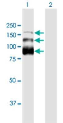 Western Blot: NHN1 Antibody [H00124245-B01P] - Analysis of ZC3H18 expression in transfected 293T cell line by ZC3H18 polyclonal antibody.  Lane 1: NHN1 transfected lysate(104.83 KDa). Lane 2: Non-transfected lysate.