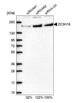 Western Blot NHN1 Antibody - BSA Free