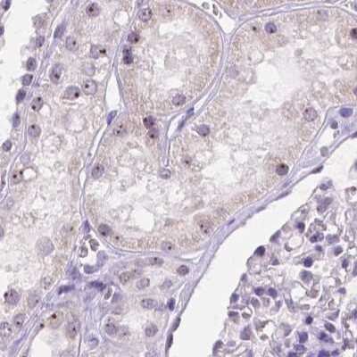 Immunohistochemistry-Paraffin: NHP2 Antibody [NBP2-13656] - Staining of human kidney.