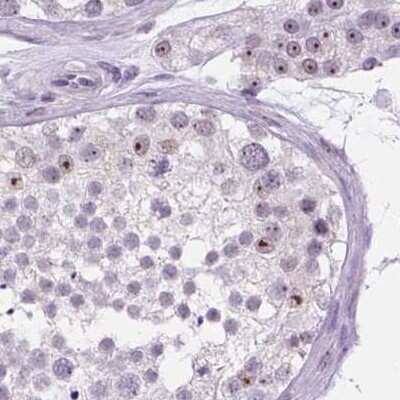 Immunohistochemistry-Paraffin: NHP2 Antibody [NBP2-13656] - Staining of human testis.