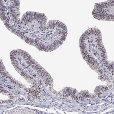 Immunohistochemistry-Paraffin: NHP2 Antibody [NBP2-38626] - Staining of human fallopian tube shows high expression.