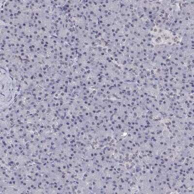 Immunohistochemistry-Paraffin: NHP2 Antibody [NBP2-38626] - Staining of human pancreas shows low expression as expected.