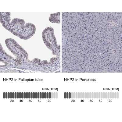 <b>Orthogonal Strategies Validation. </b>Immunohistochemistry-Paraffin: NHP2 Antibody [NBP2-38626] - Staining in human fallopian tube and pancreas tissues using anti-NHP2 antibody. Corresponding NHP2 RNA-seq data are presented for the same tissues.