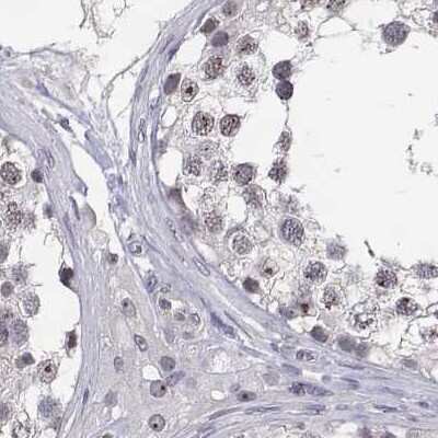 Immunohistochemistry-Paraffin: NHP2 Antibody [NBP2-38626] - Staining of human testis.