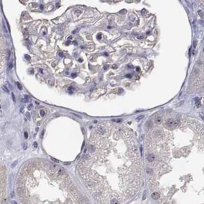 Immunohistochemistry-Paraffin: NHP2 Antibody [NBP2-38626] - Staining of human kidney.